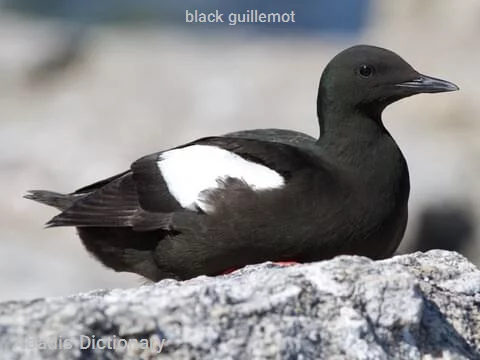 black guillemot